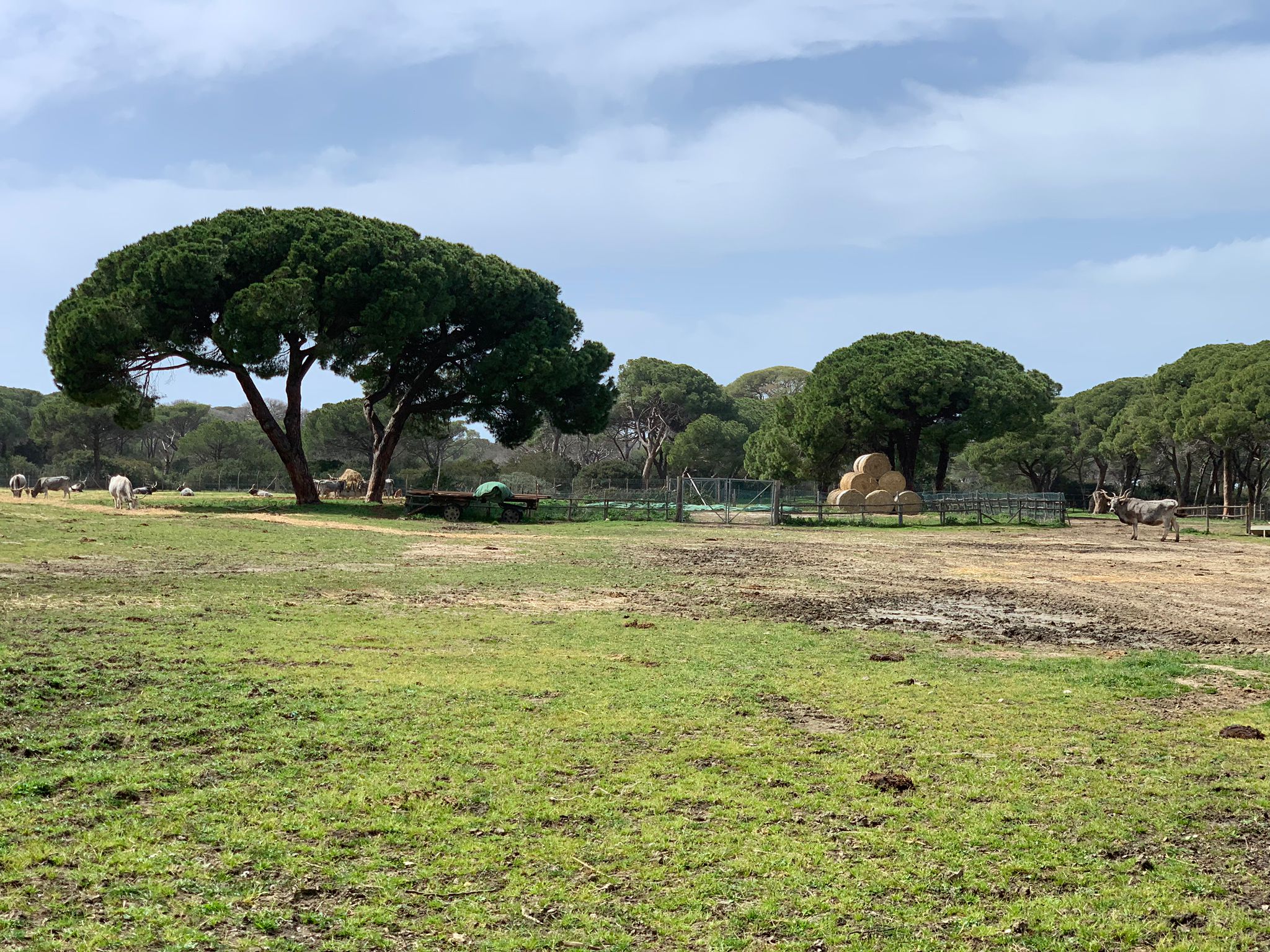 PARCO DELLA MAREMMA ALBERESE (3)